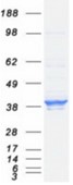 SDS-PAGE (ELAVL1-6668H).jpg